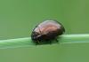 Chrysolina oricalcia